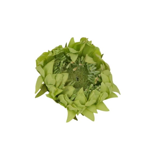 Sztuczna głowa protei w kolorze zielonym 12 cm