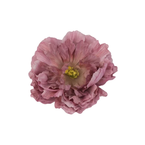 Piwonia 14 cm