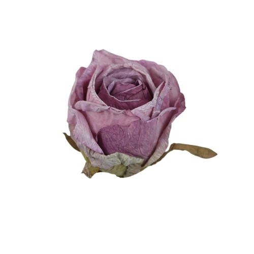 Sztuczna róża w pąku podsuszana w kolorze fioletowo/różowym 7 cm