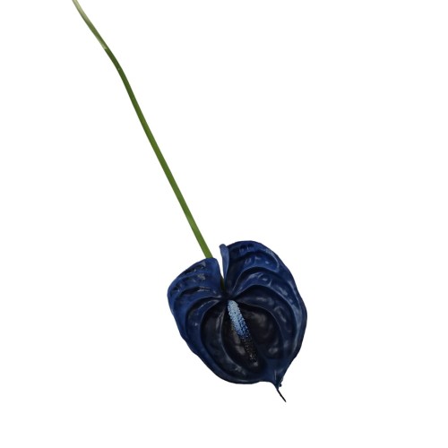 Anturium gumowe w kolorze chabrowym 70 cm