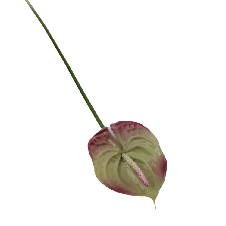 Anturium gumowe w kolorze brudno różowym 70 cm