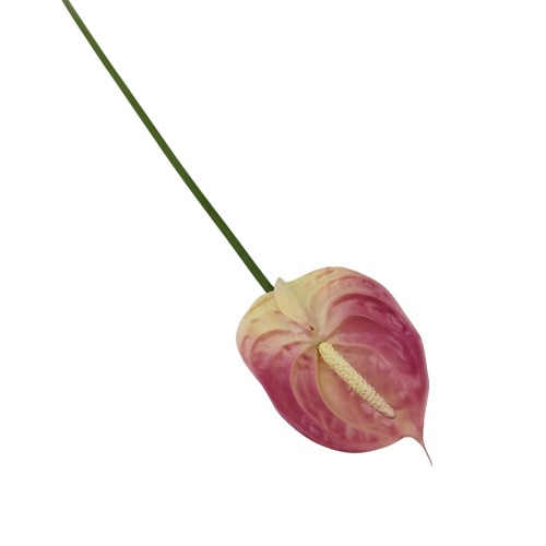 Anturium gumowe w kolorze różowym 70 cm