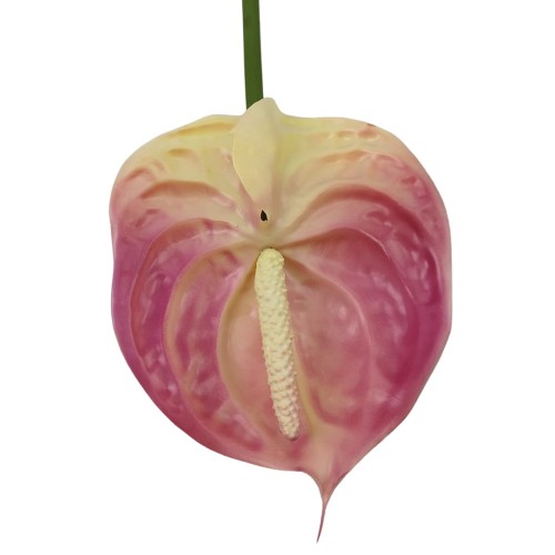 Anturium gumowe w kolorze różowym 70 cm