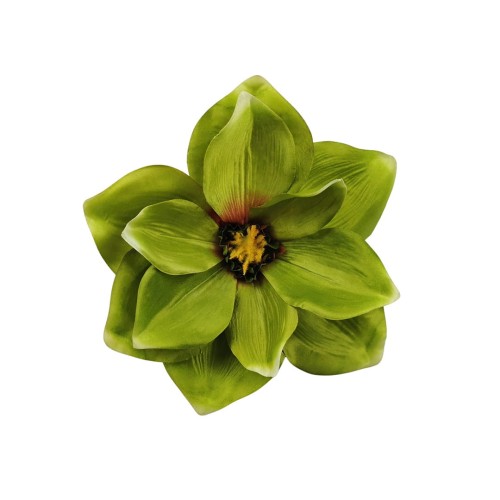 Magnolia w kolorze ciemno zielonym 19 cm