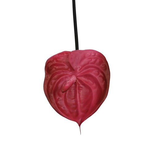 Anturium gumowe w kolorze malinowym 70 cm