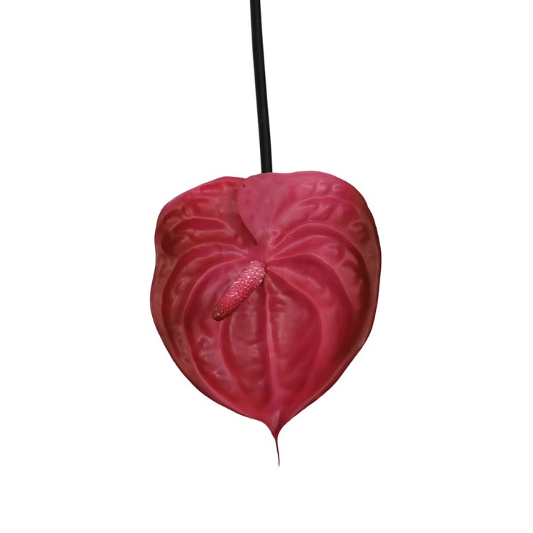 Anturium gumowe w kolorze malinowym 70 cm