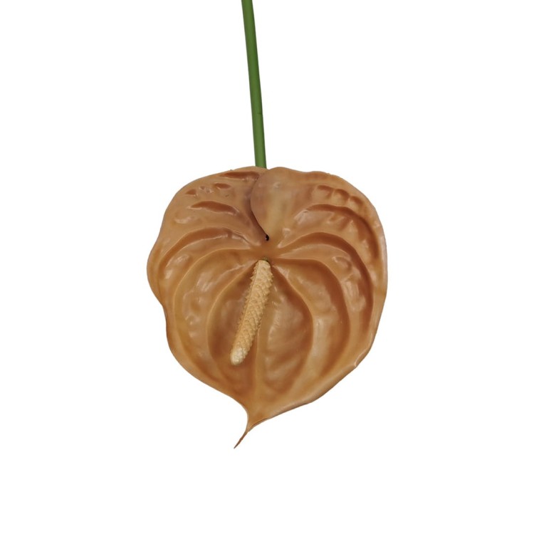 Anturium gumowe w kolorze brązowym 70 cm