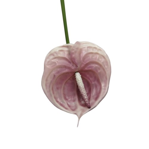 Anturium gumowe w kolorze fioletowym 70 cm