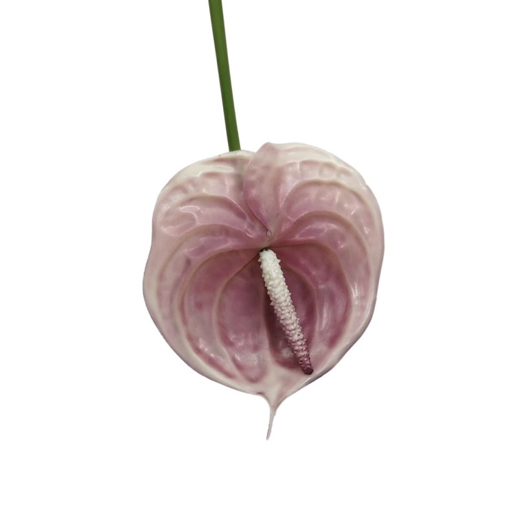 Anturium gumowe w kolorze fioletowym 70 cm