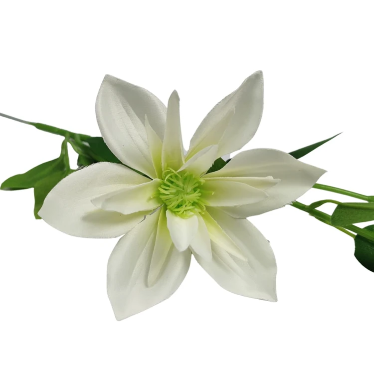 Klematis na piku w kolorze białym 47 cm