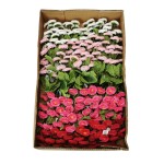 Karton stokrotki krótkiej mix kolorów 22 cm