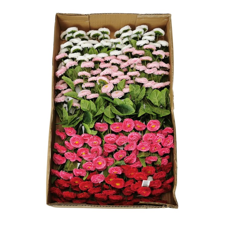 Karton stokrotki krótkiej mix kolorów 22 cm