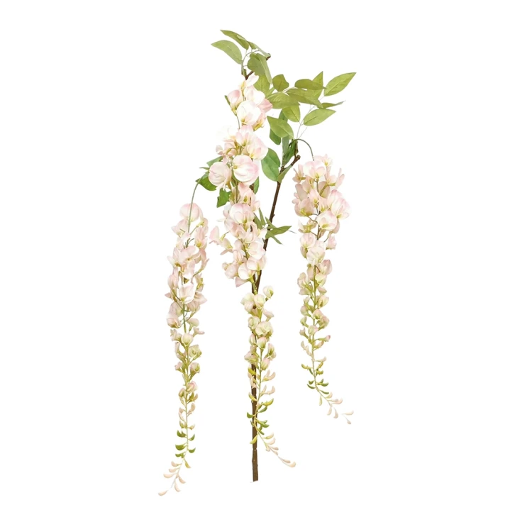 Wisteria w typie groszku w kolorze różowym 160 cm