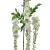 Wisteria w typie groszku w kolorze białym 160 cm