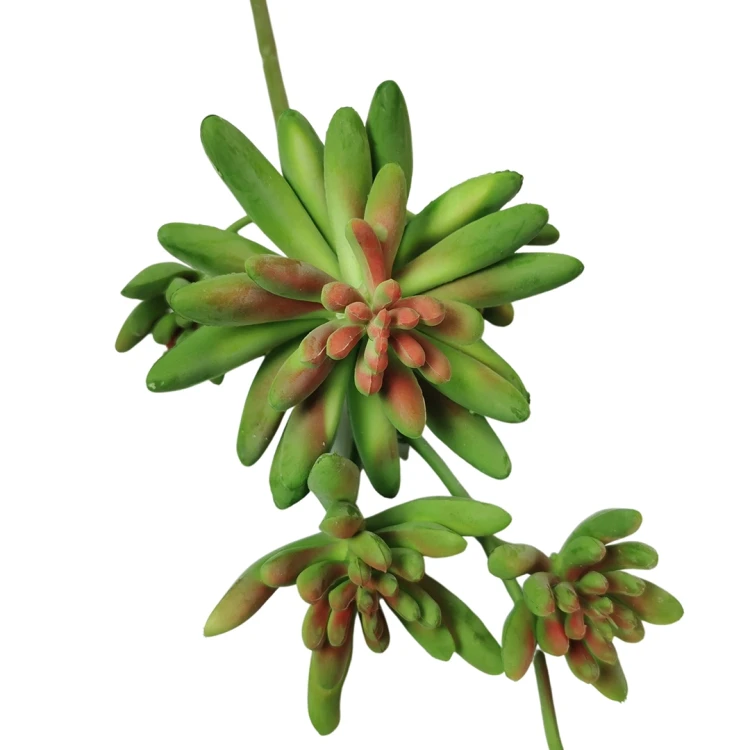 Sukulent w kolorze zielonym z czerwonym środkiem 30 cm