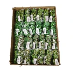 Karton małych kaktusów mix kolorów 12 cm