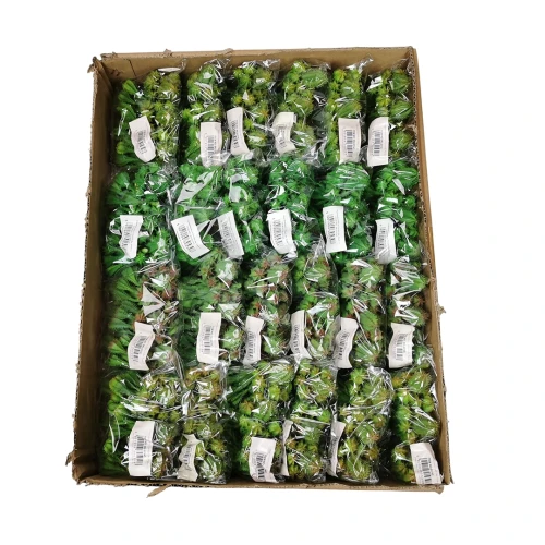 Karton małych kaktusów mix kolorów 12 cm