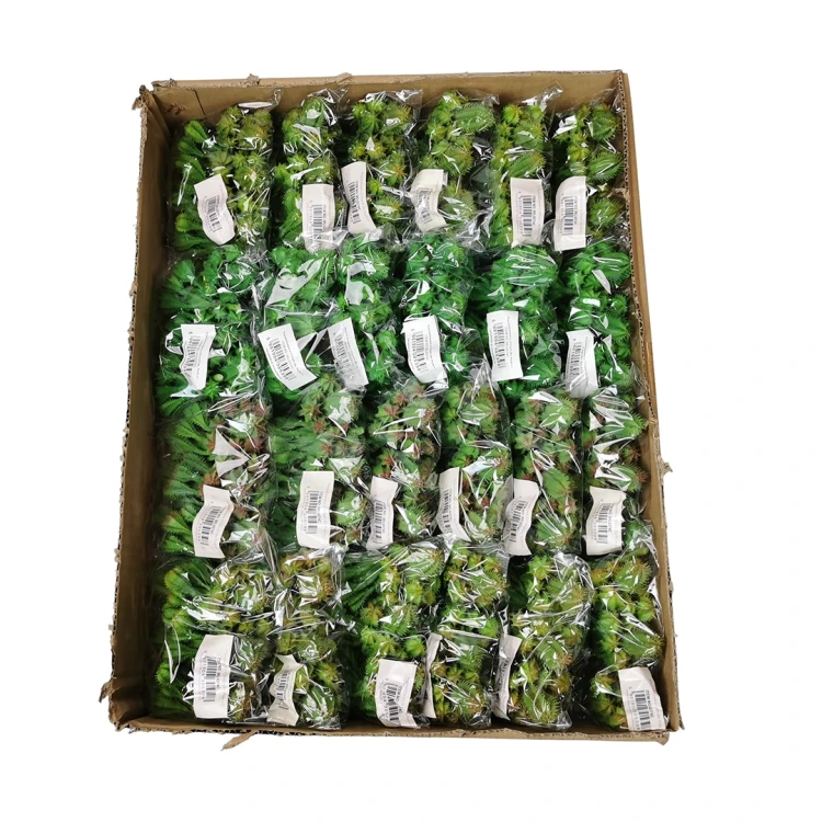 Karton małych kaktusów mix kolorów 12 cm