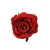 Róża velvet w kolorze czerwonym 8 cm