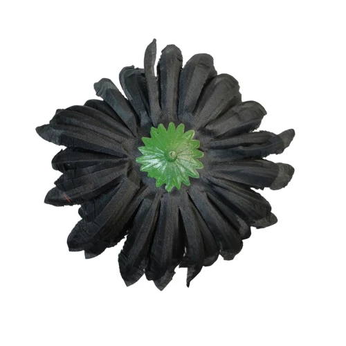 Chryzantema ananas w kolorze czarnym 14 cm