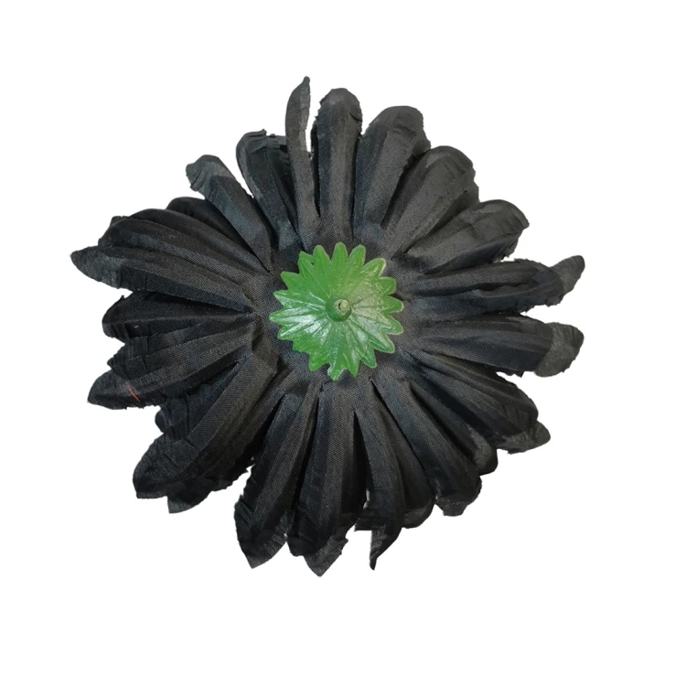 Chryzantema ananas w kolorze czarnym 14 cm