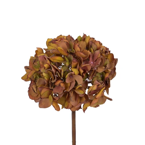 Hortensja w kolorze brązowym na łodydze 50 cm