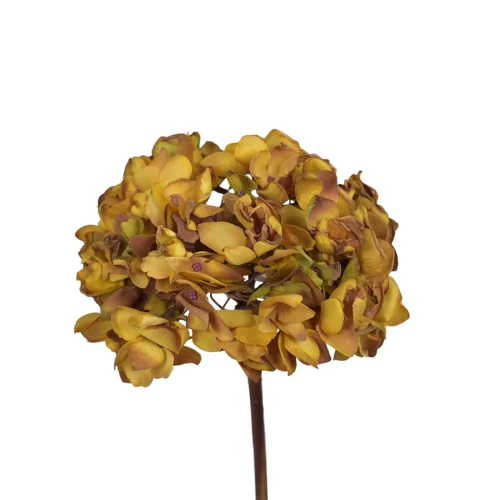 Hortensja w kolorze jasno brązowym na łodydze 50 cm