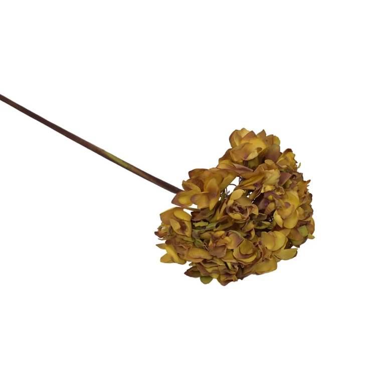 Hortensja w kolorze jasno brązowym na łodydze 50 cm