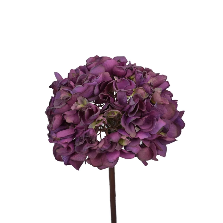 Hortensja w kolorze fioletowym na łodydze 50 cm
