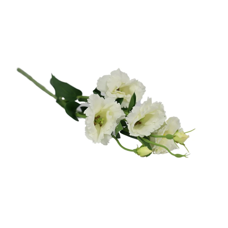 Eustoma w kolorze białym 84 cm
