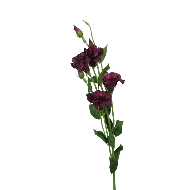 Eustoma w kolorze bordowo zielonym 84 cm