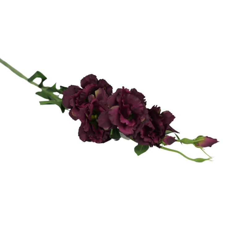 Eustoma w kolorze bordowo zielonym 84 cm