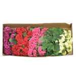 Sztuczny bukiet pelargonii mix 2 cały karton 47 cm