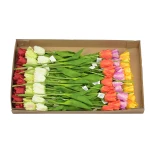 Karton tulipana pojedynczego mix 63 cm