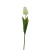 Tulipan 60 cm