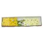 Karton narcyza pojedynczego mix kolorów 55 cm