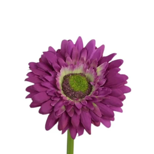 Sztuczna gałązka gerbery w kolorze fuksji 47 cm