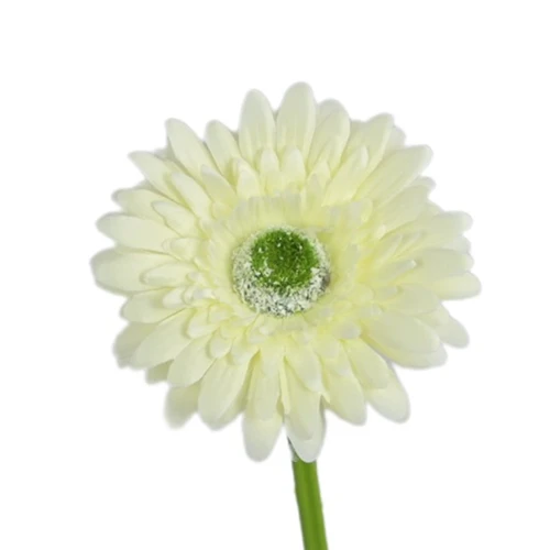 Kwiat sztuczny, gerbera w kolorze kremowym 47 cm