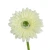 Kwiat sztuczny, gerbera w kolorze kremowym 47 cm