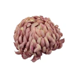 Sztuczna chryzantema czesana w kolorze fiołkowo/różowym 14 cm